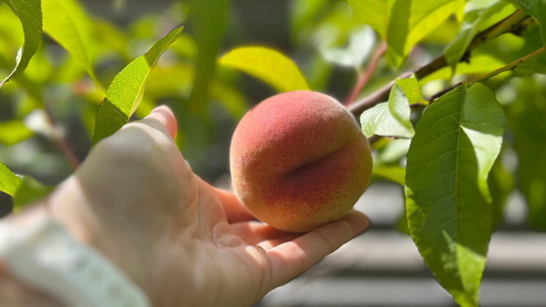 Hand holding a peach on a tree